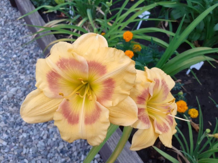  - Hemerocallis 2022