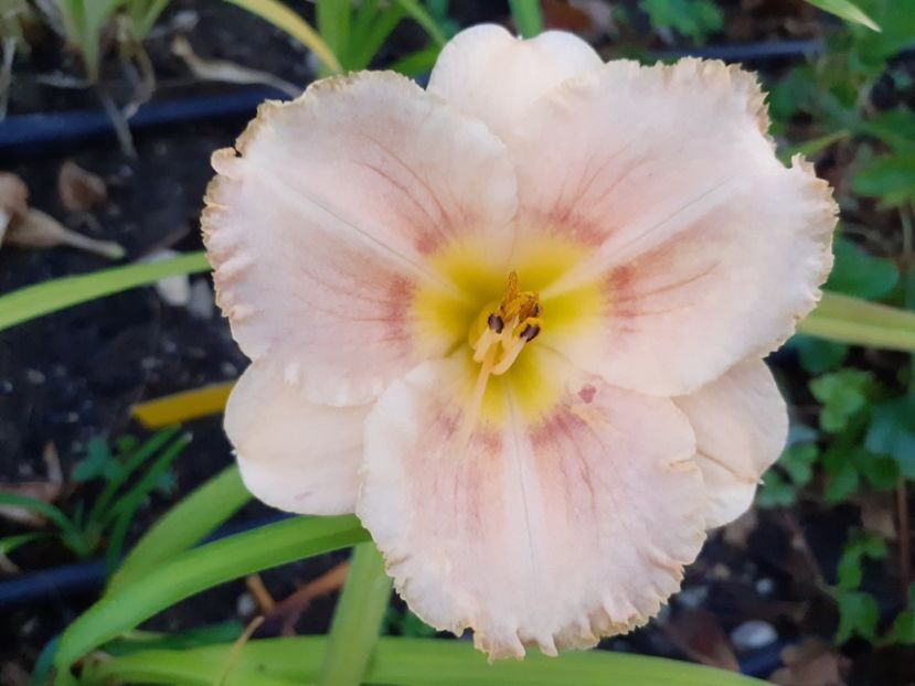  - Hemerocallis 2022