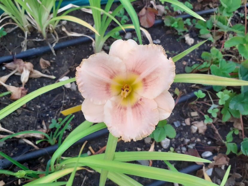  - Hemerocallis 2022