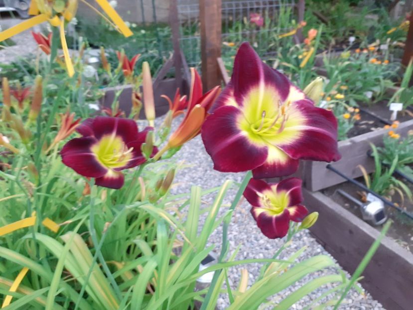  - Hemerocallis 2022