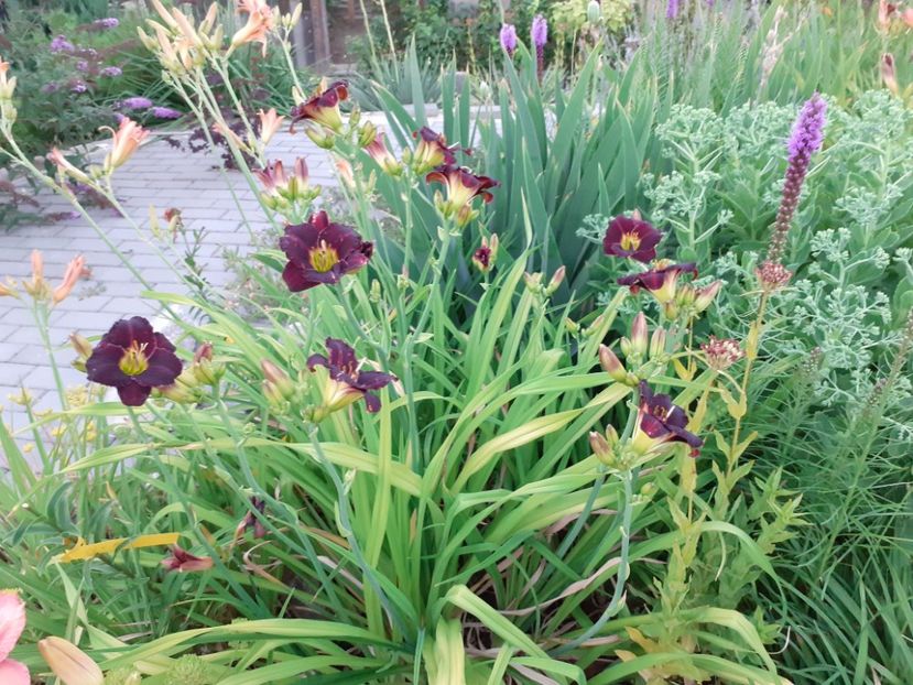  - Hemerocallis 2022