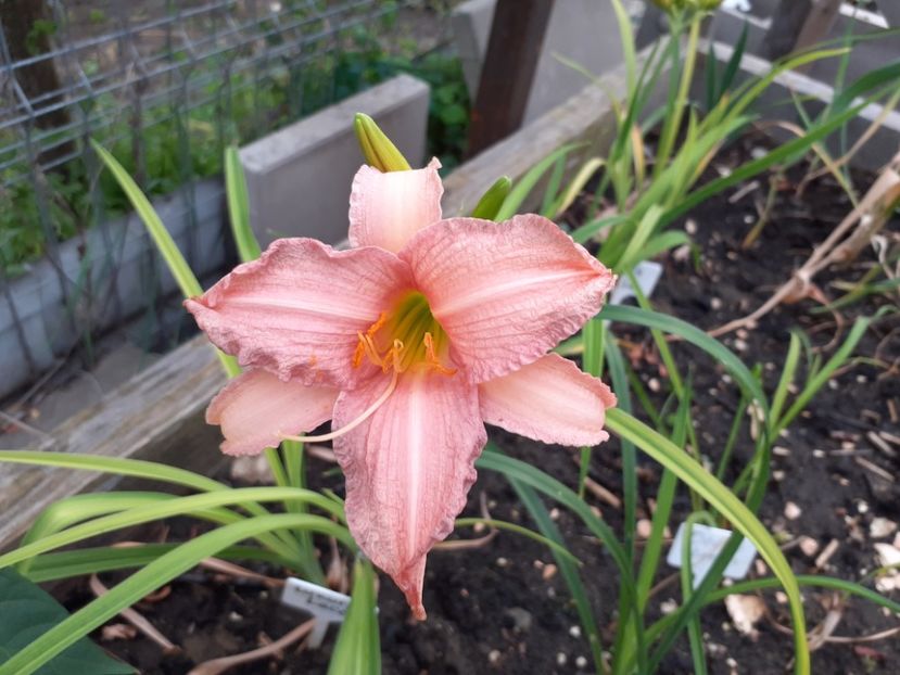  - Hemerocallis 2022