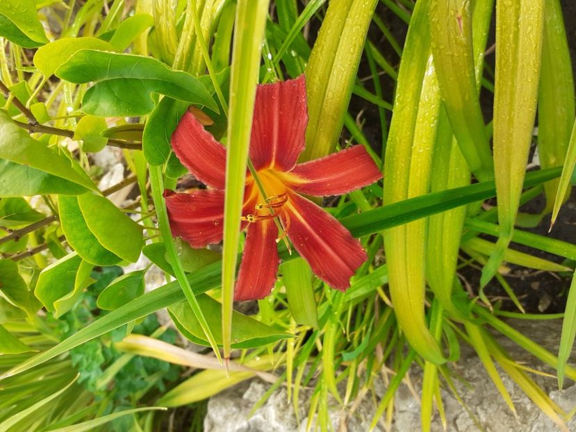  - Hemerocallis 2022
