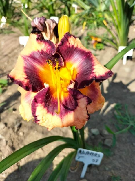 received_800838944246430 - Hemerocallis 2022