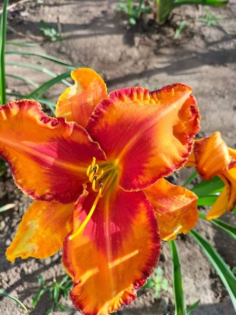 received_575820587358142 - Hemerocallis 2022