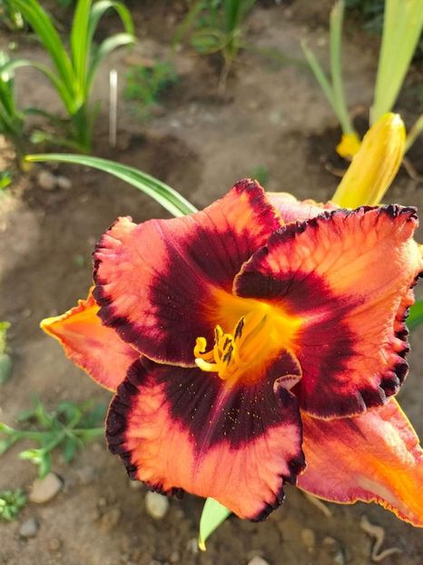 received_1728029650887500 - Hemerocallis 2022