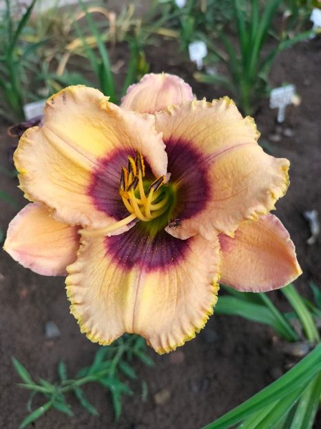 received_1230893504332615 - Hemerocallis 2022