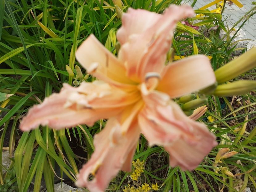  - Hemerocallis 2022