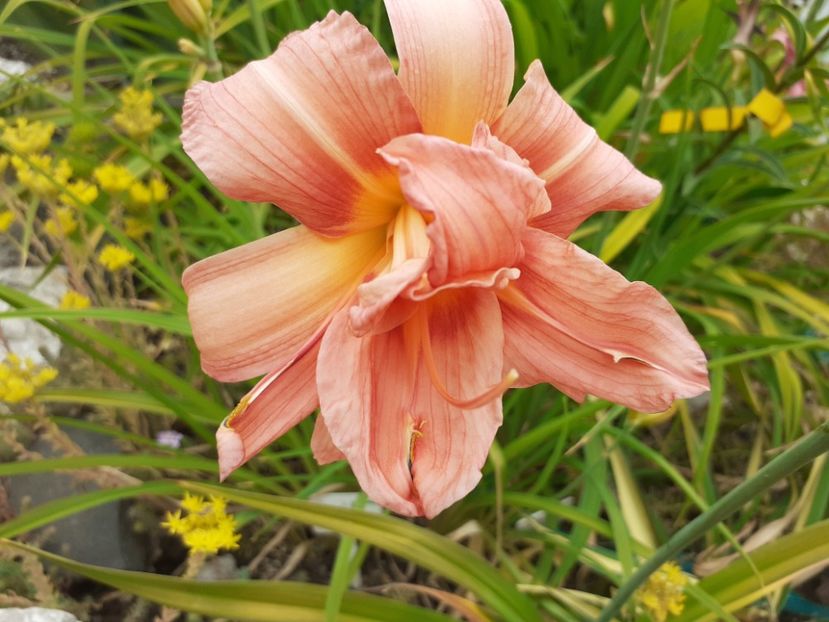  - Hemerocallis 2022
