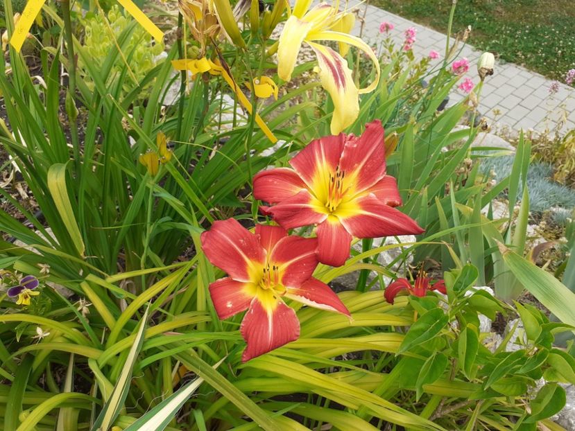  - Hemerocallis 2022