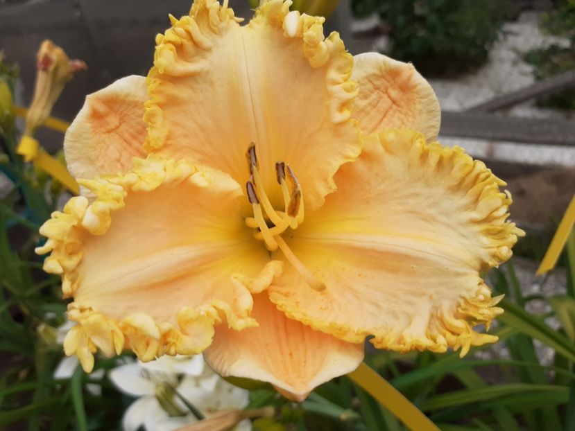  - Hemerocallis 2022