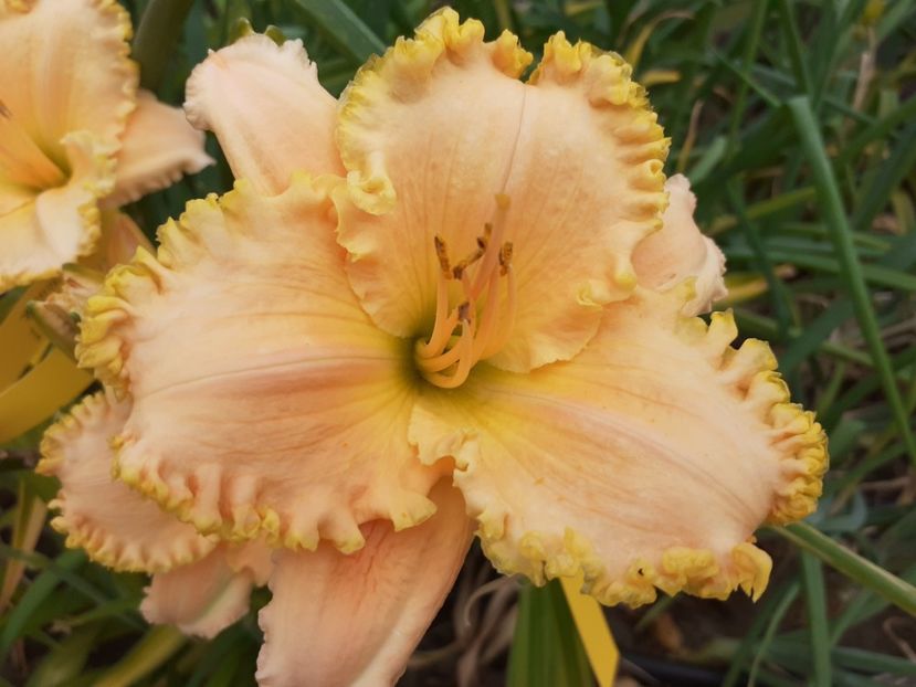 - Hemerocallis 2022