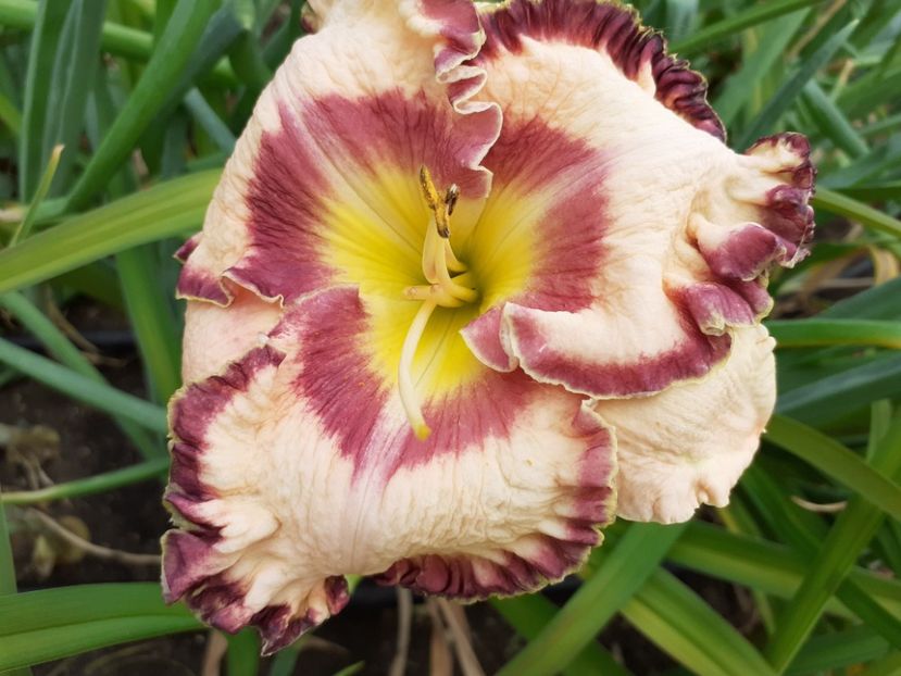  - Hemerocallis 2022