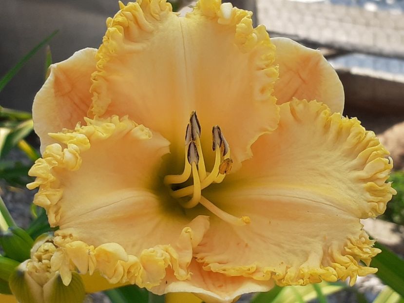  - Hemerocallis 2022