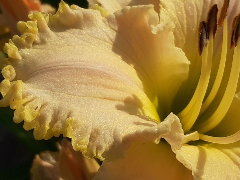  - Hemerocallis 2022