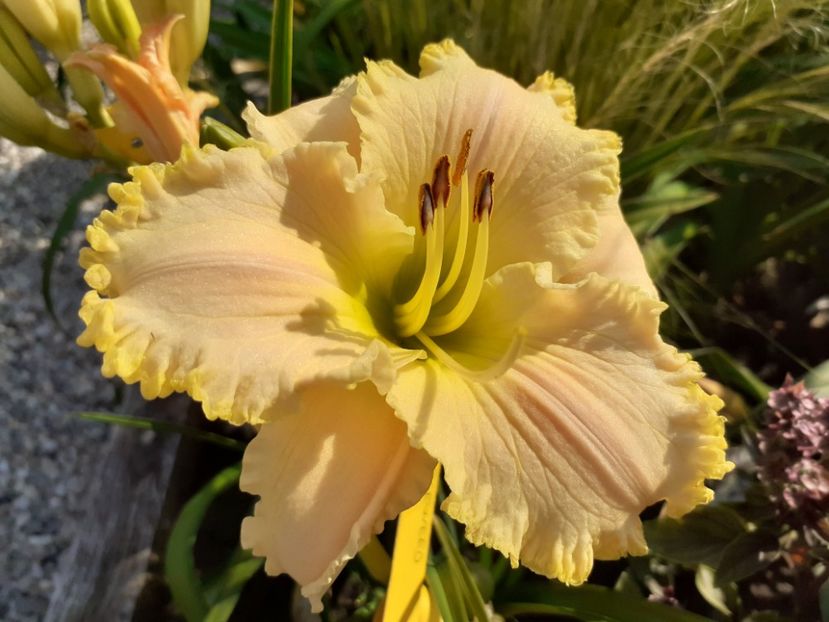  - Hemerocallis 2022