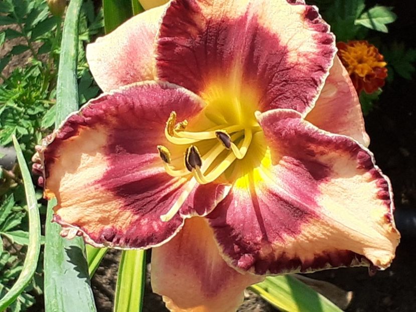  - Hemerocallis 2022
