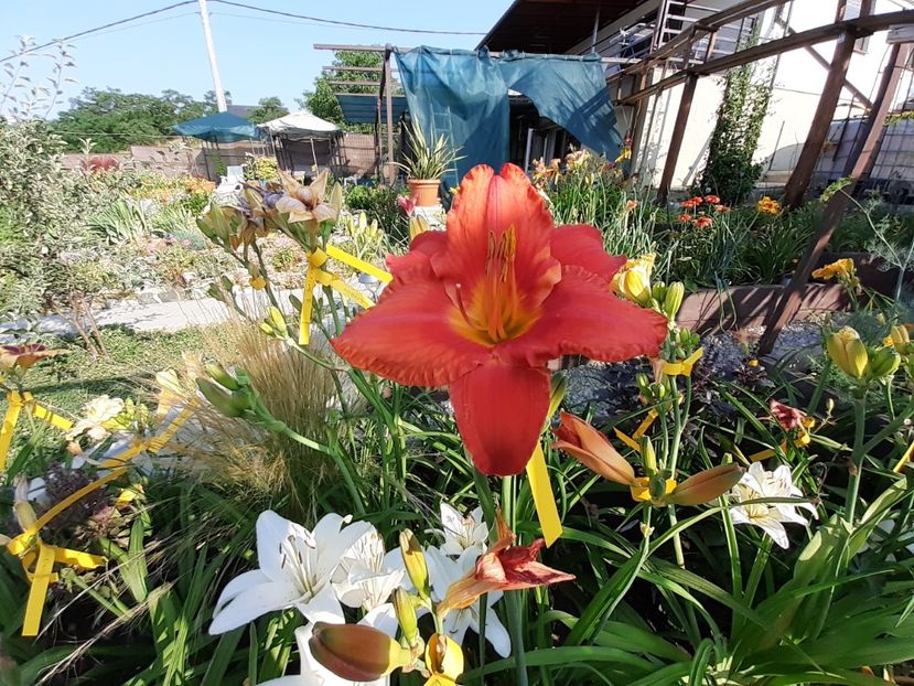  - Hemerocallis 2022