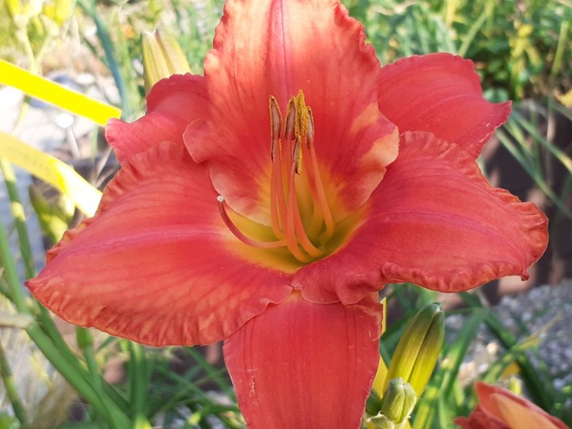  - Hemerocallis 2022