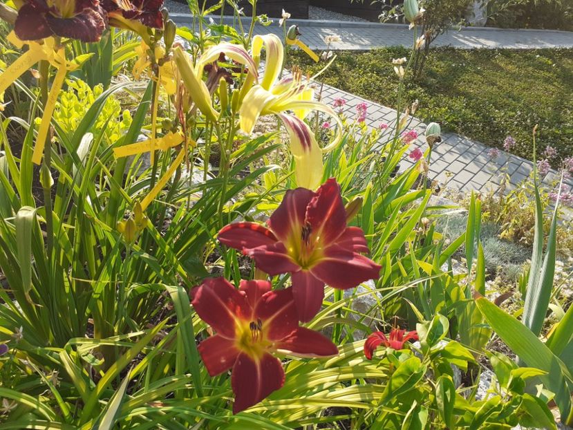  - Hemerocallis 2022