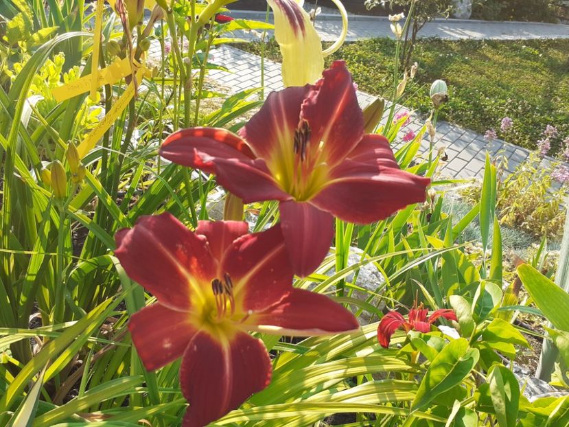  - Hemerocallis 2022