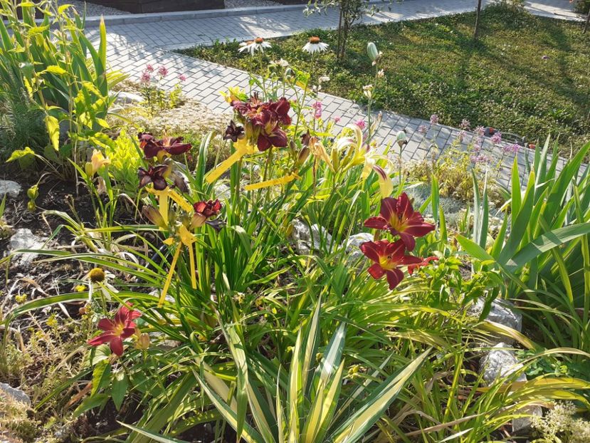  - Hemerocallis 2022