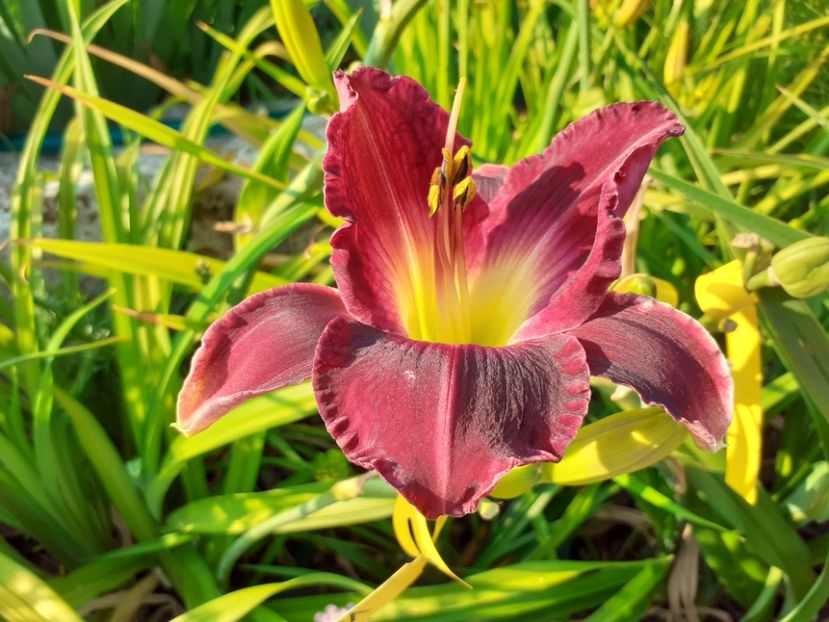  - Hemerocallis 2022
