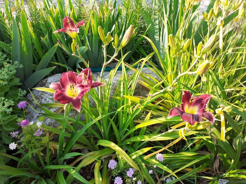  - Hemerocallis 2022