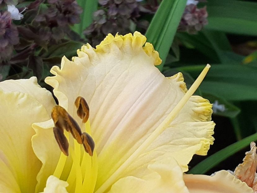  - Hemerocallis 2022