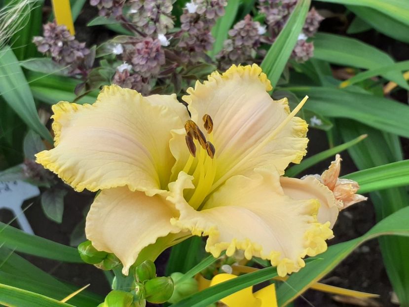  - Hemerocallis 2022