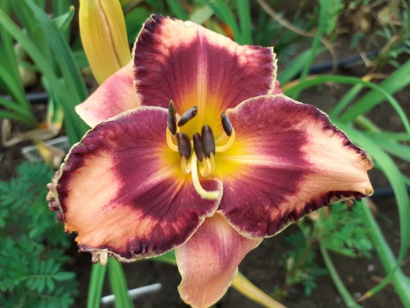  - Hemerocallis 2022