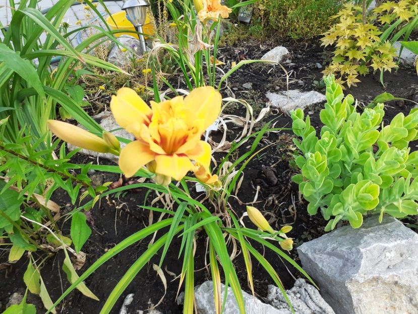  - Hemerocallis 2022