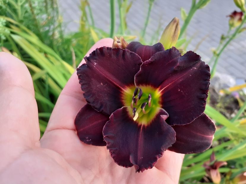  - Hemerocallis 2022