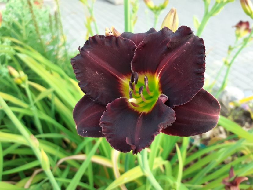  - Hemerocallis 2022