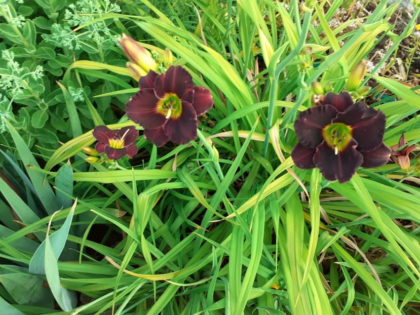 - Hemerocallis 2022