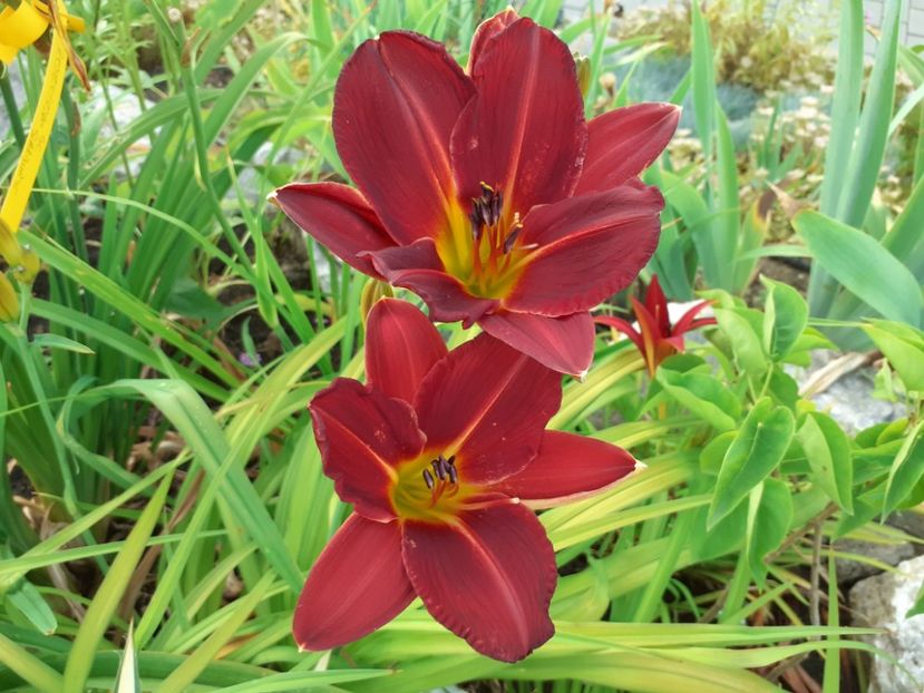  - Hemerocallis 2022