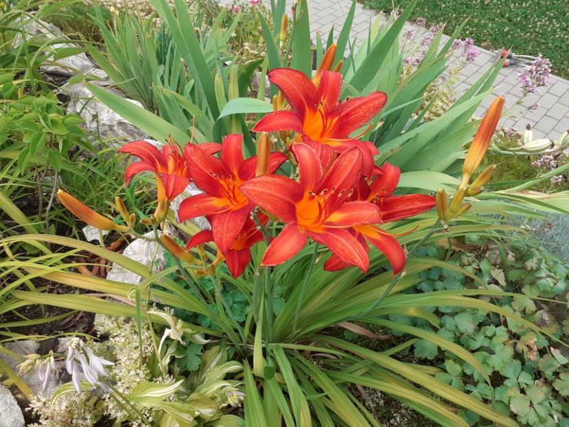  - Hemerocallis 2022