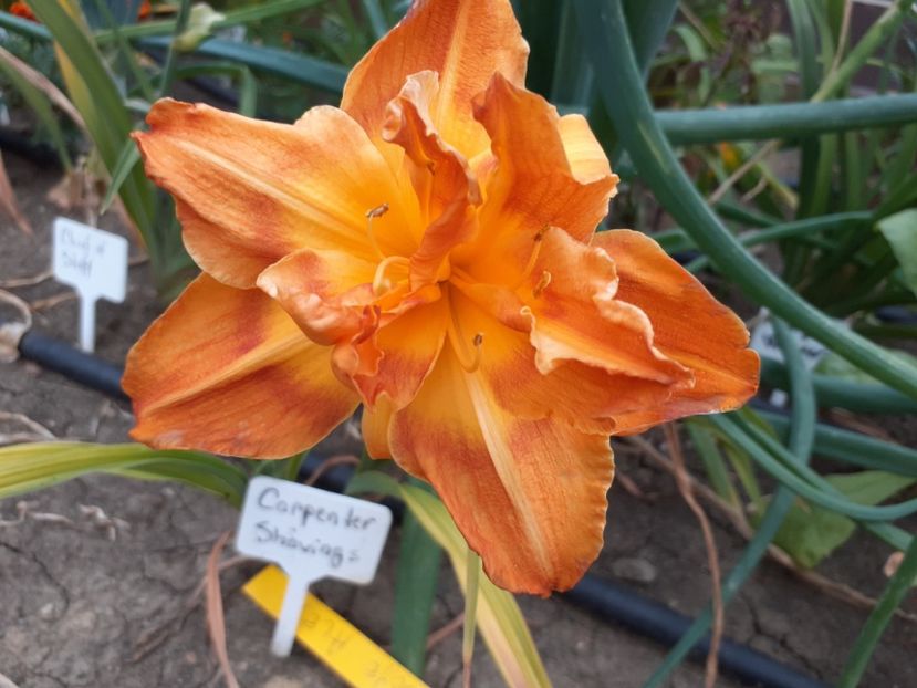  - Hemerocallis 2022
