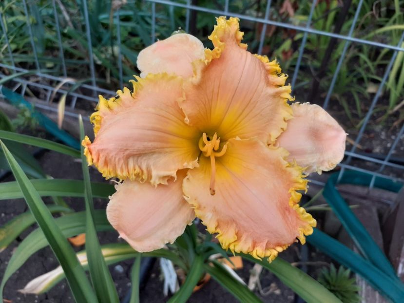  - Hemerocallis 2022