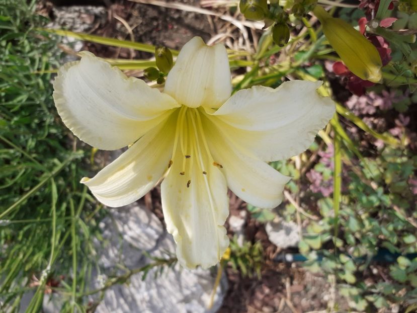  - Hemerocallis 2022