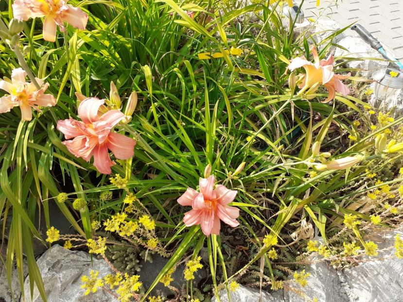  - Hemerocallis 2022