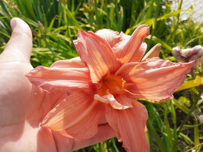  - Hemerocallis 2022