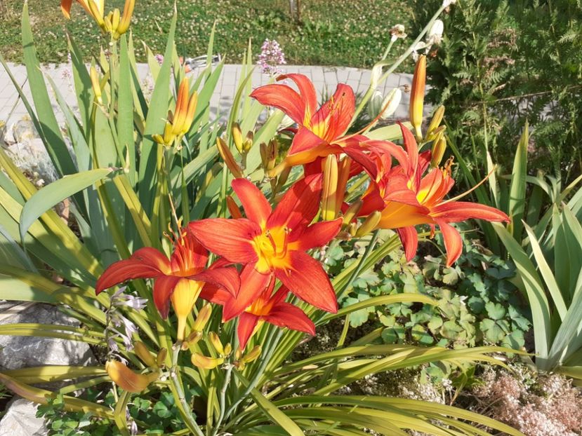  - Hemerocallis 2022