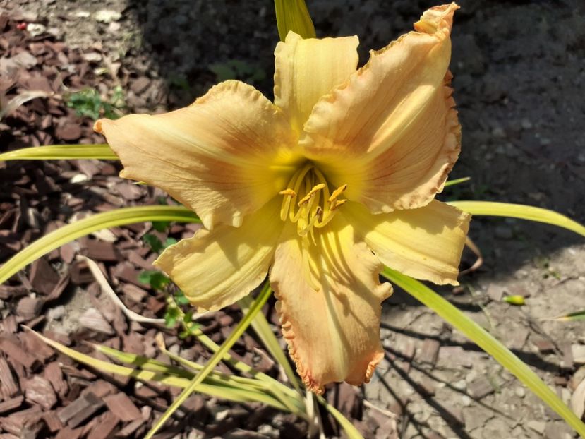  - Hemerocallis 2022
