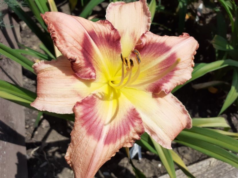  - Hemerocallis 2022