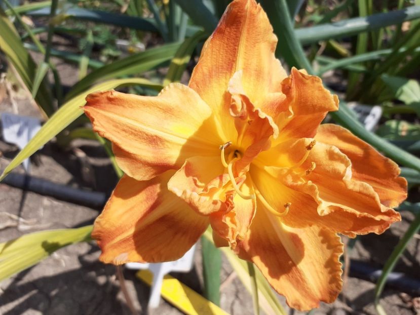  - Hemerocallis 2022