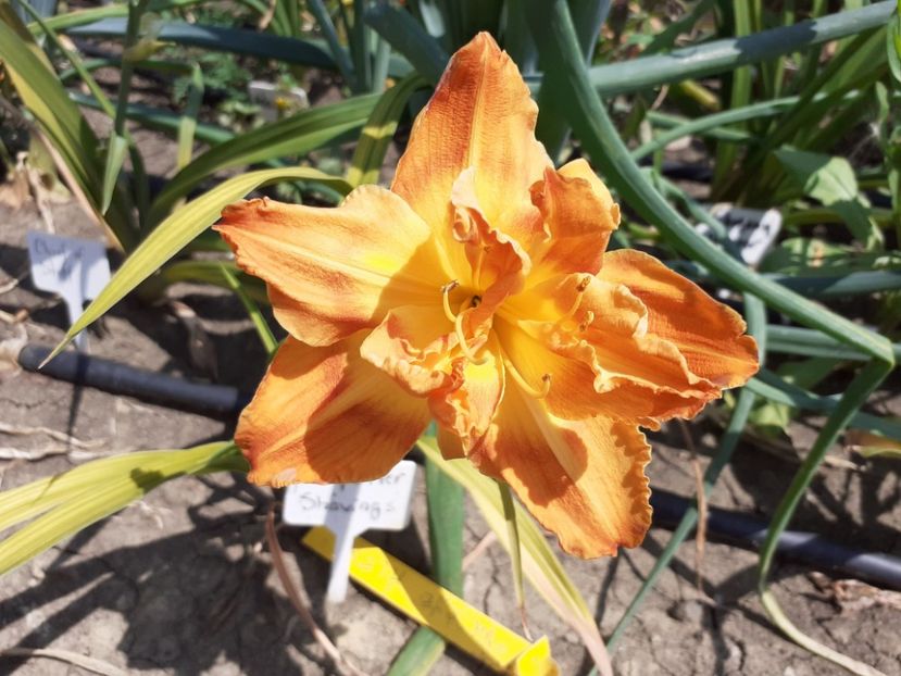  - Hemerocallis 2022