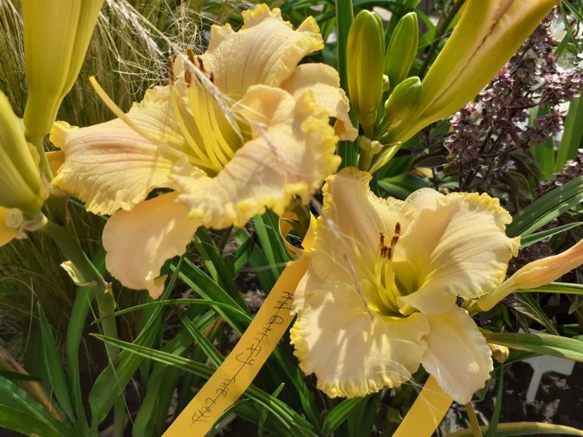  - Hemerocallis 2022