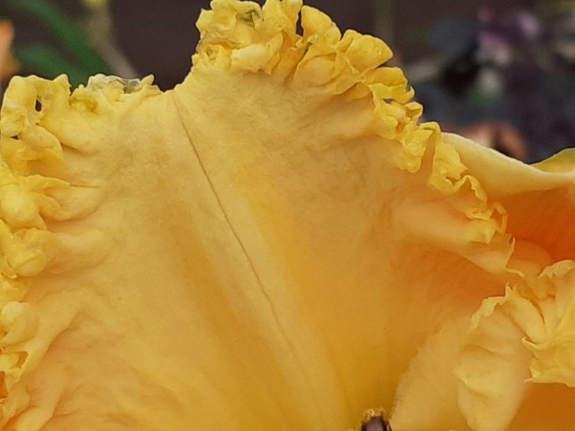  - Hemerocallis 2022