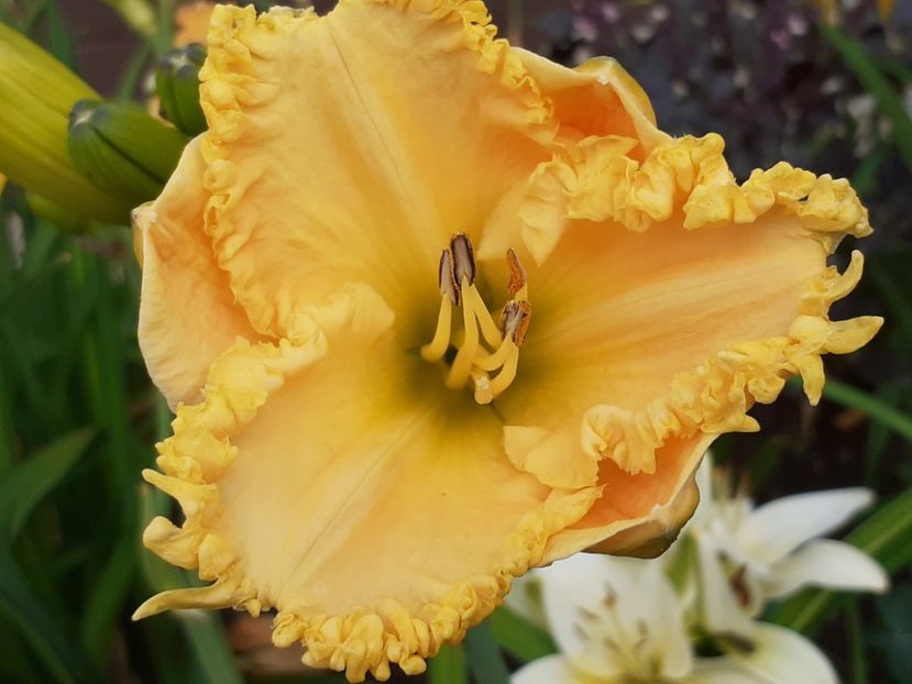  - Hemerocallis 2022